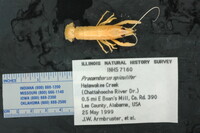 Procambarus (Pennides) image